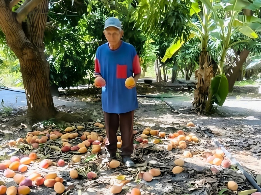 Aparicio Samón Leyva en su finca de Río Seco, Guantánamo, mostrando su cosecha de mango deteriorada (julio de 2026).