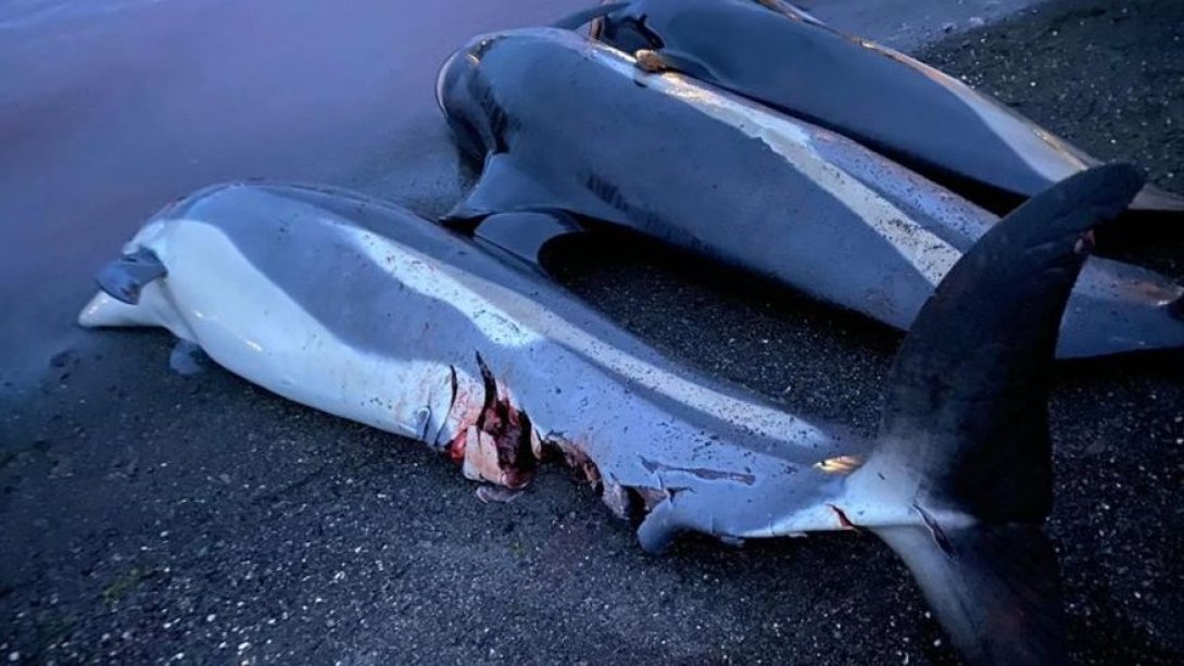 La matanza ha superado en lo que va de año la cifra de 1400 delfines.