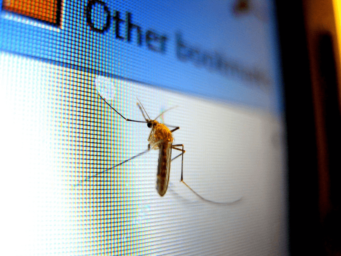 Mosquito en una computadora.