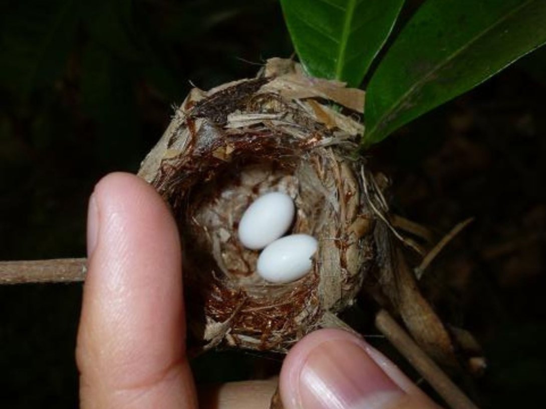 Nido de Zunzuncito, el colibrí cubano.