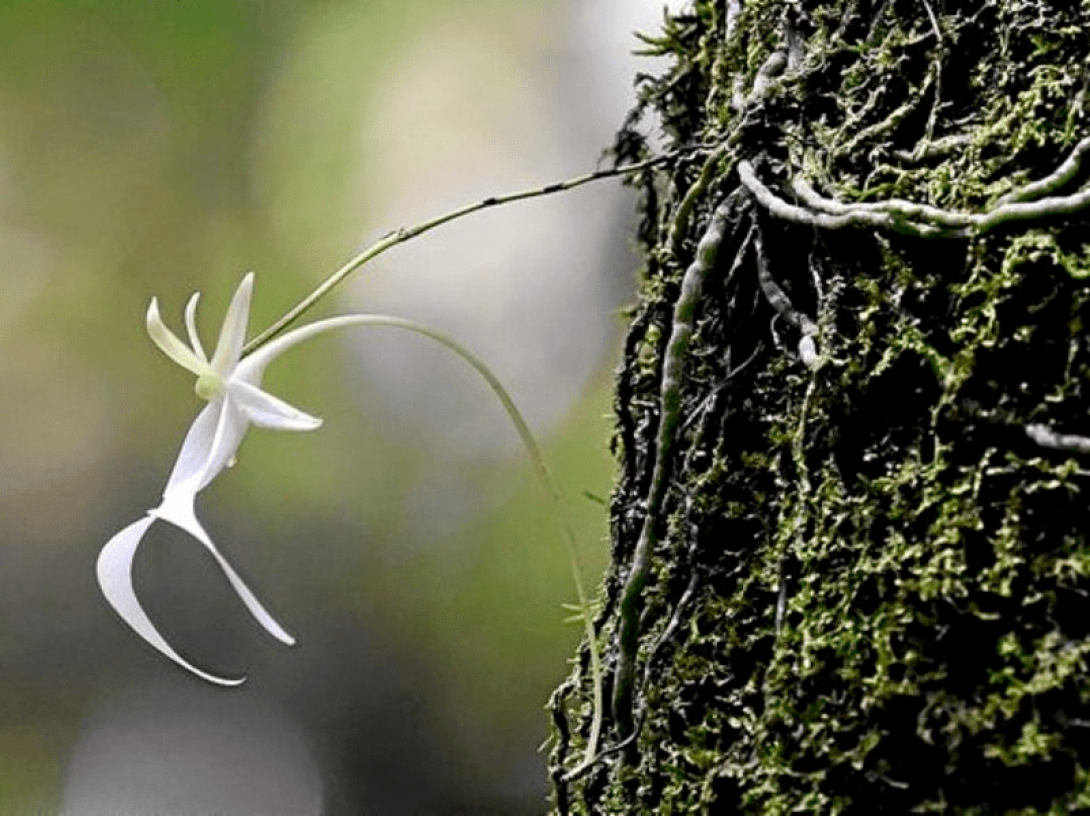 Orquídea fantasma en árbol tropical.