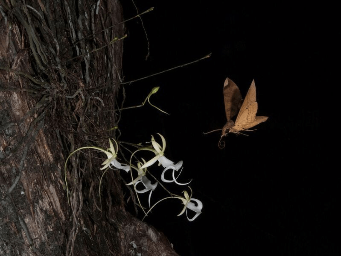 Polilla polinizando orquídea fantasma.