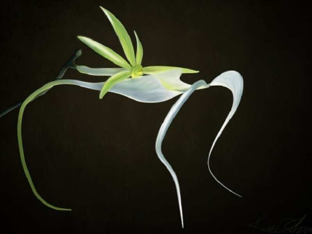 Imagen de la orquídea fantasma, una rara especie de flor oriunda de Cuba.