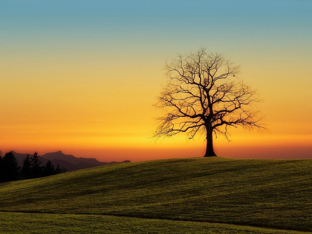 Árbol sin hojas en un paisaje de otoño al atardecer.