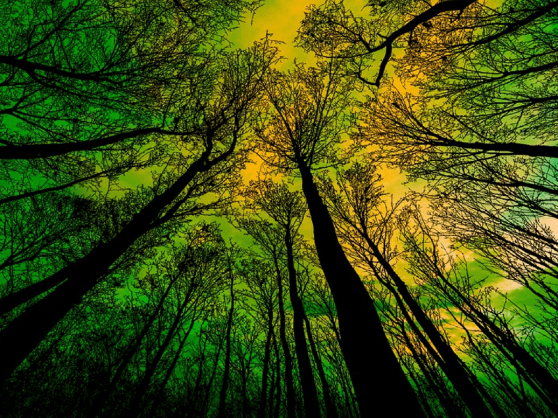 Aurora en el cielo sobre los árboles.