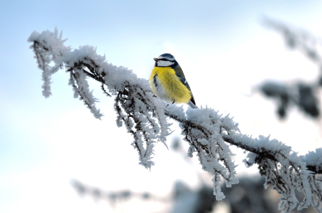 Pájaro pequeño en rama con cristales de nieve. Invierno.
