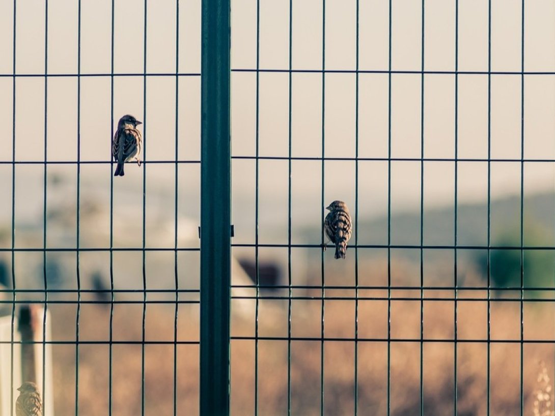 Pájaros posados en una reja.