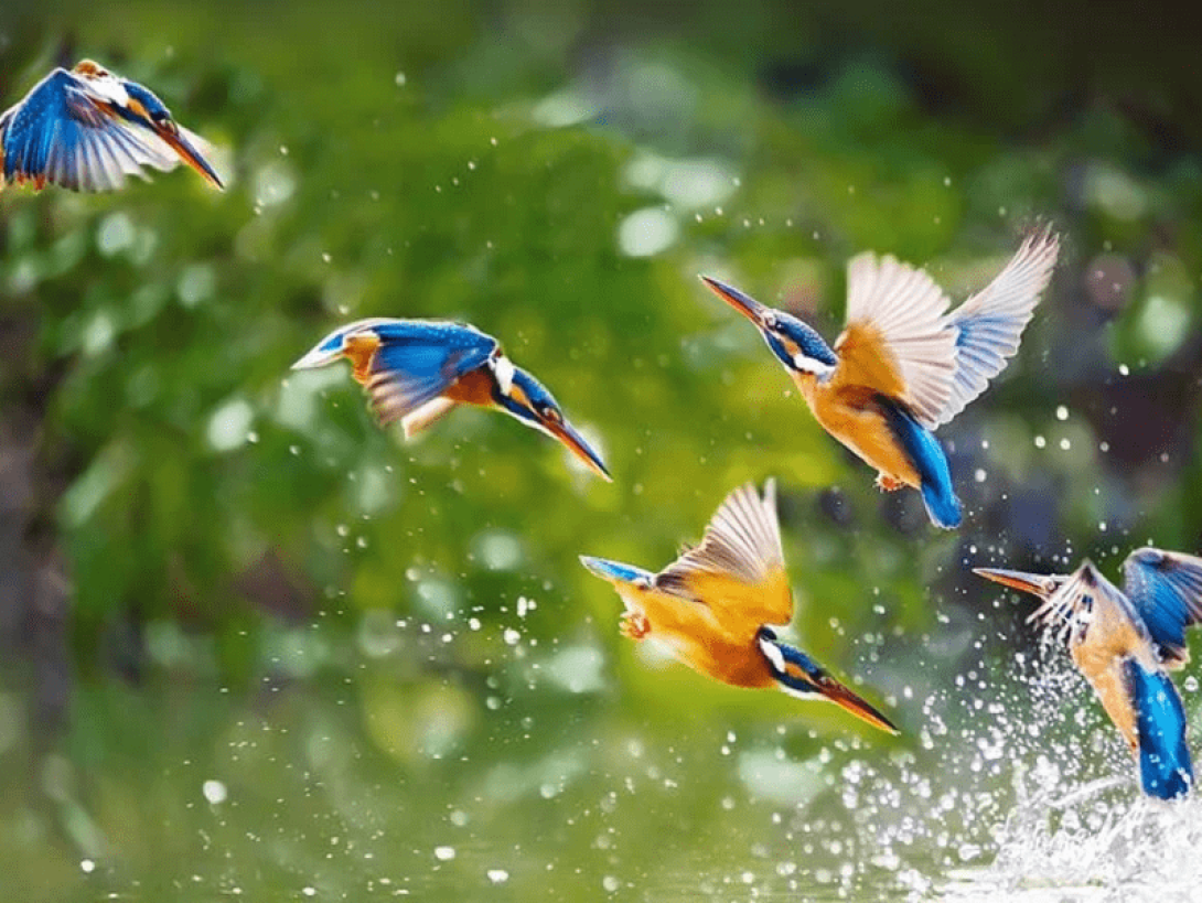Pájaros revoloteando junto al agua.