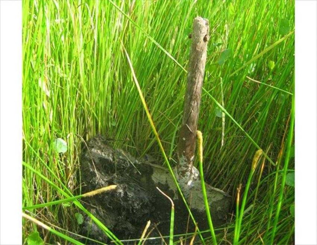 Pala entre la hierba