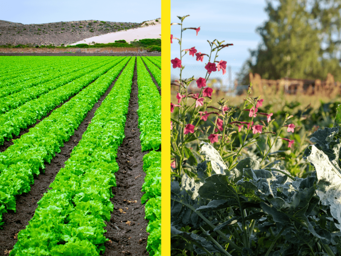 Diferencias entre los cultivos de la agricultura industrial tradicional y la agricultura regenerativa.