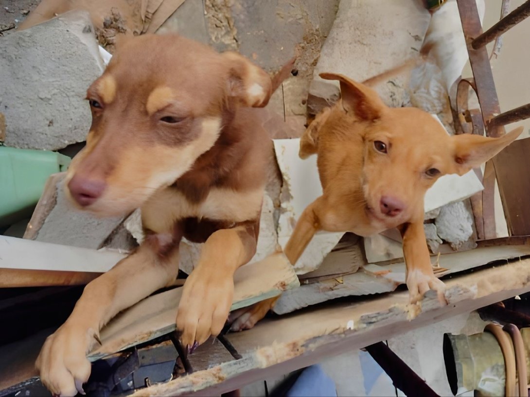Cachorros rescatados por Bienestar Animal Cuba (BAC) en La Habana de un balcón en el que permanecían encerrados en condiciones peligrosas para sus vidas (marzo de 2026). Foto tomada del perfil de Facebook de BAC. 