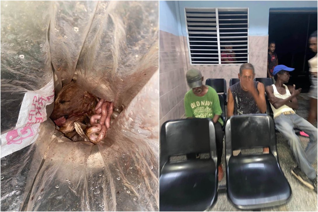 Asesinos perros cuba