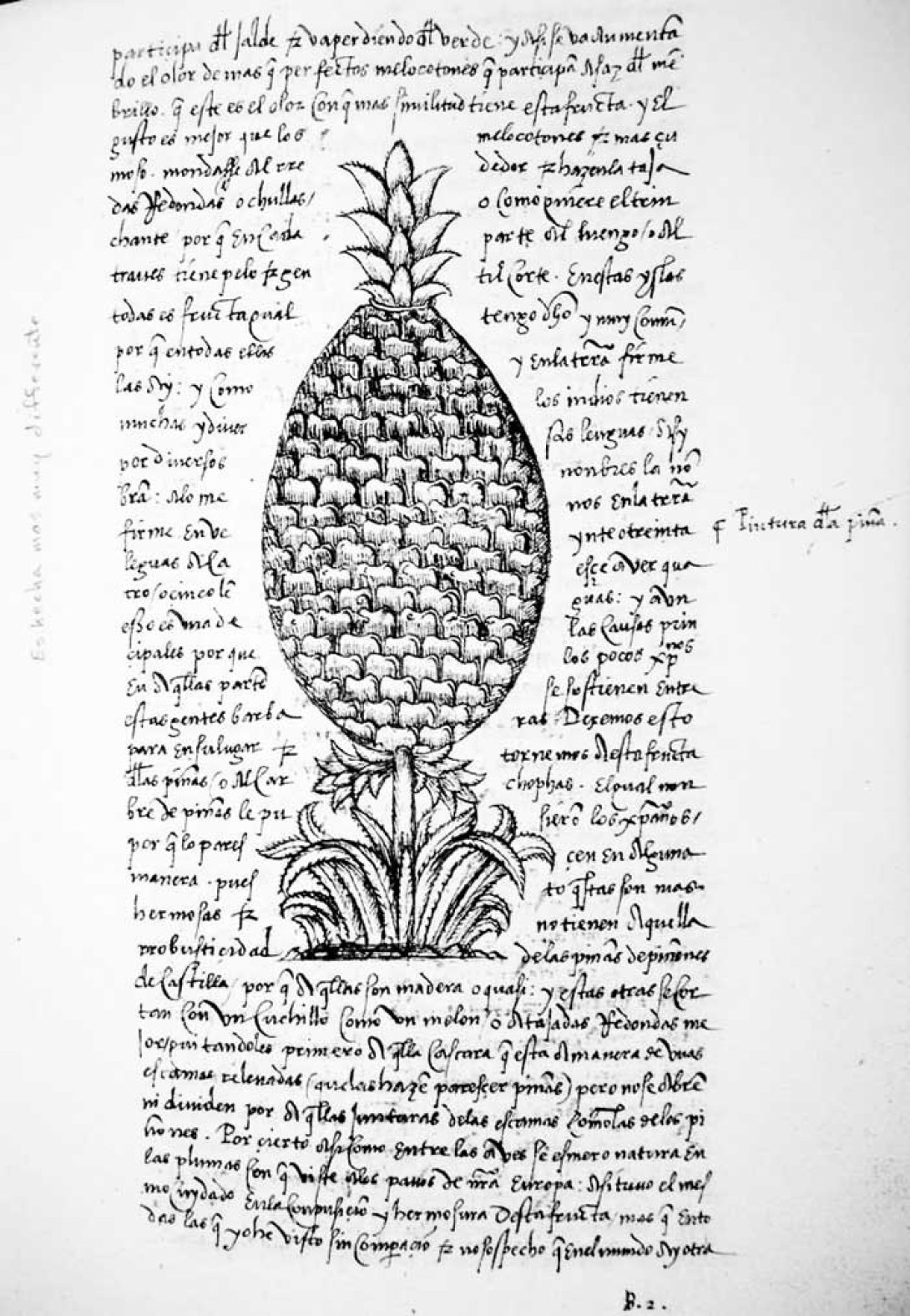 Primera descripción de la piña en el libro Historia General y Natural de las Indias, de Gonzalo de Oviedo.