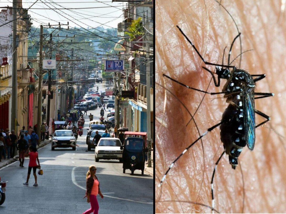 Calle de Pinar del Río y mosquito Aedes aegypti.