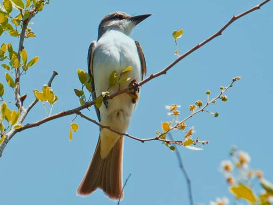 Pitirre abejero (Tyrannus dominicensis).