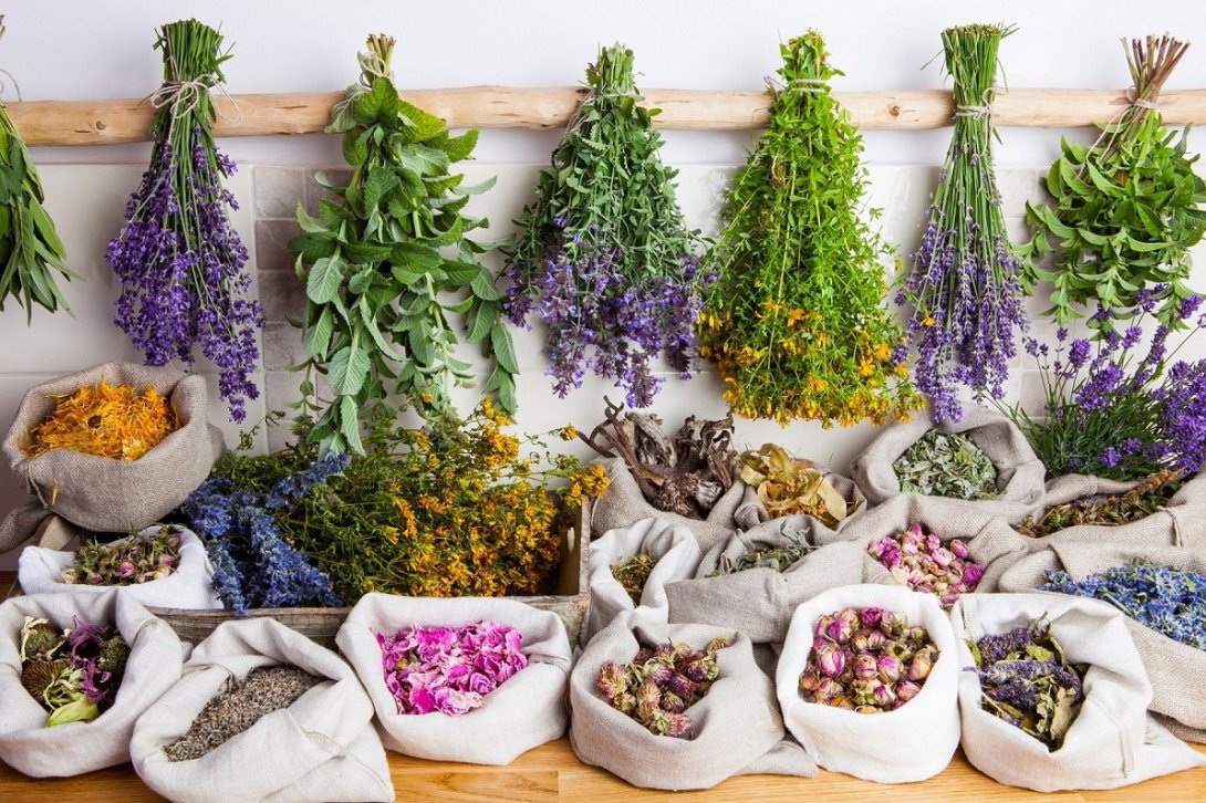 Plantas medicinales.