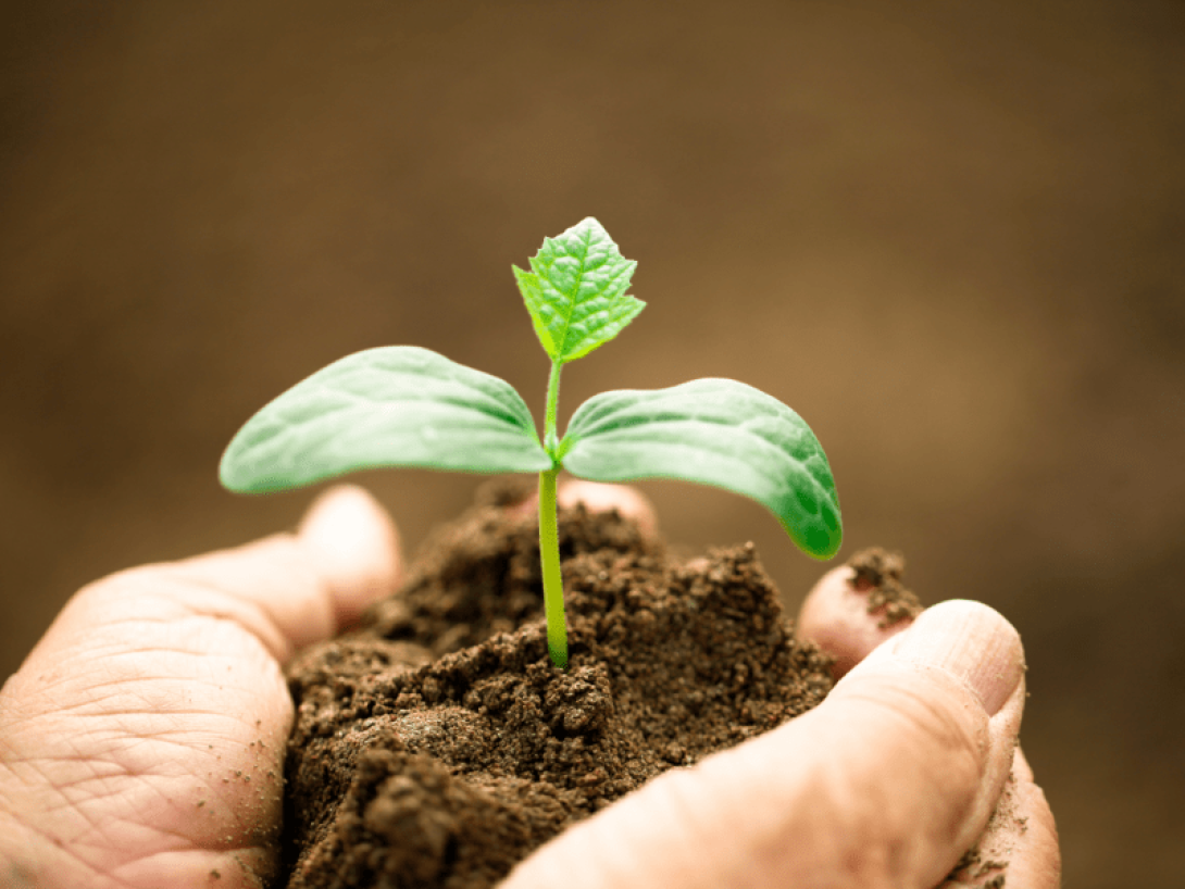 Postura de plátano sostenida entre dos manos.
