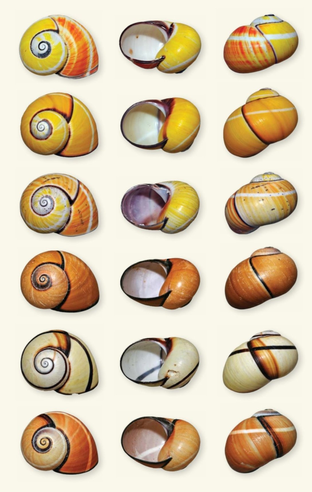 Conchas de Polymita picta picta con distintos patrones de color y bandas espirales.