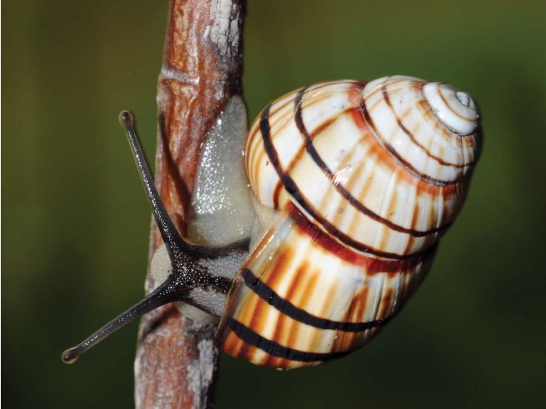 Polymita brocheri. Foto de Julio A. Larramendi. 