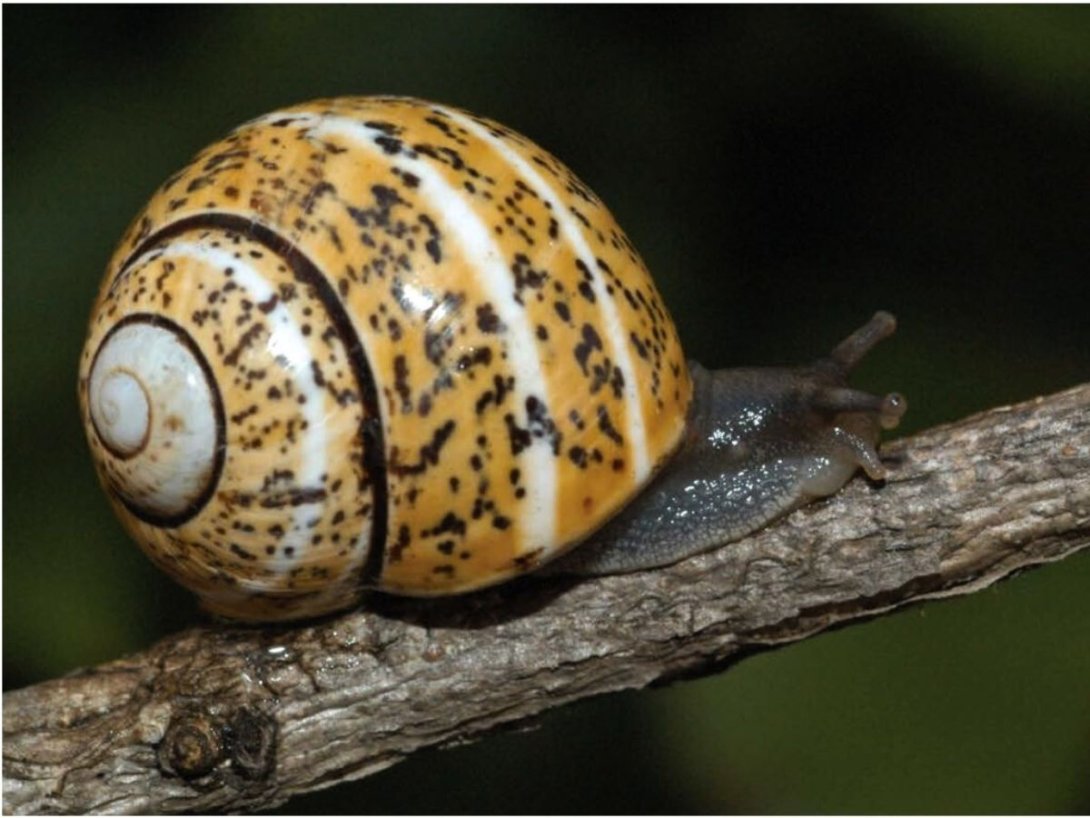 Polymita muscarum. Foto de Julio A. Larramendi.
