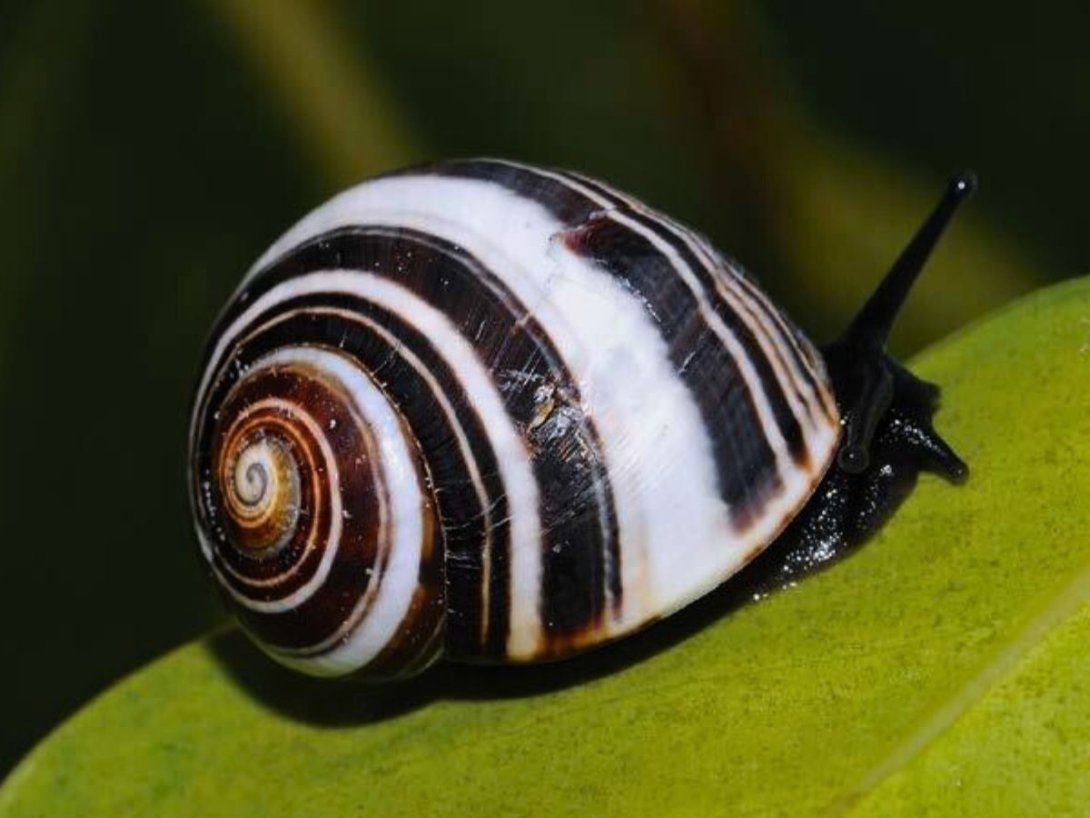 Polymita picta fuscolimbata.