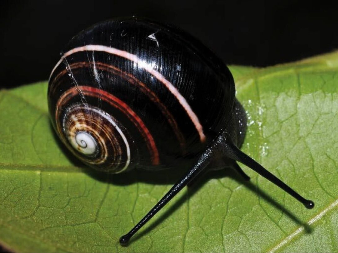 Polymita picta iolimbata.