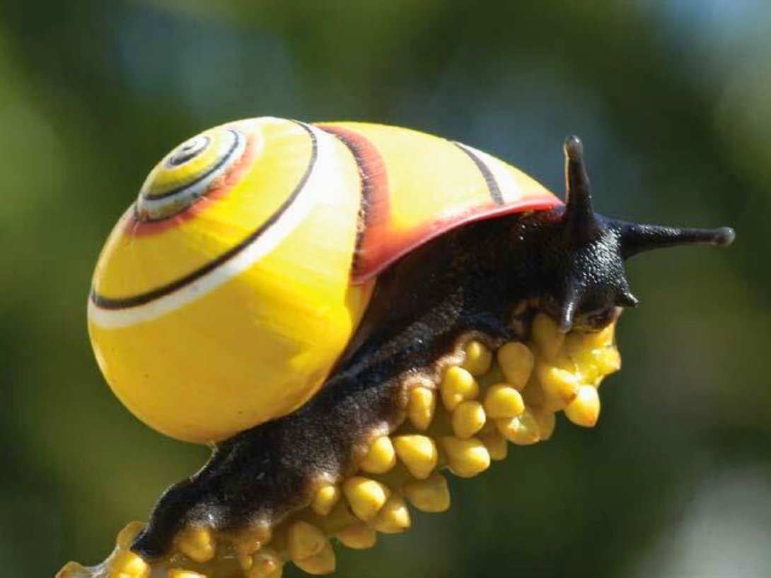 Polymita picta roseolimbata.