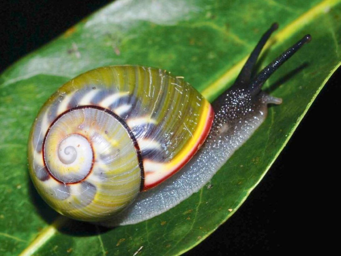 Polymita sulphurosa. Foto de Julio A. Larramendi.