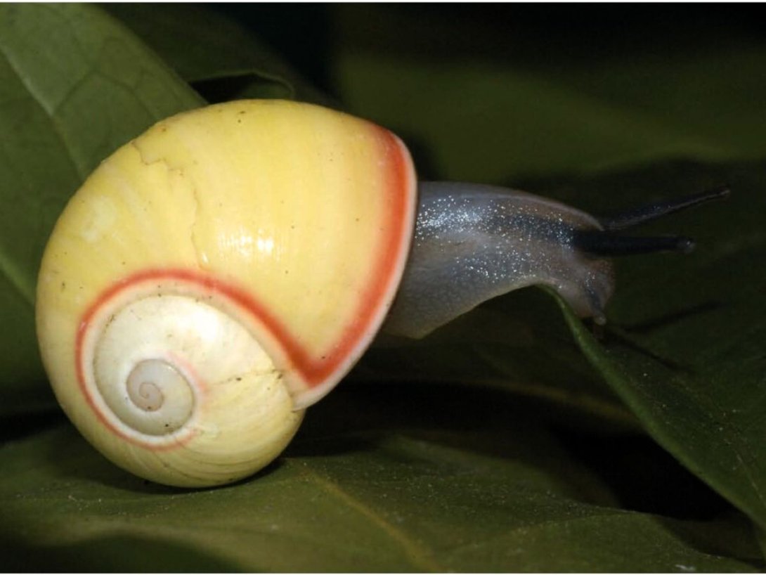 Polymita venusta. Foto de Julio A. Larramendi.