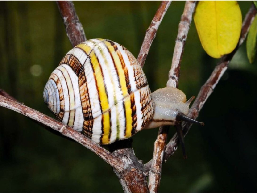 Polymita versicolor. Foto de Julio A. Larramendi.