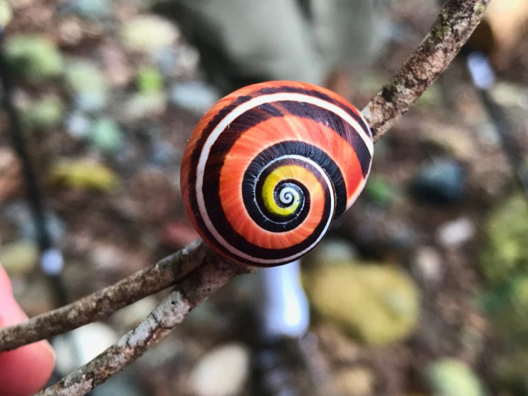 Caracol pintado cubano (Polymita picta).