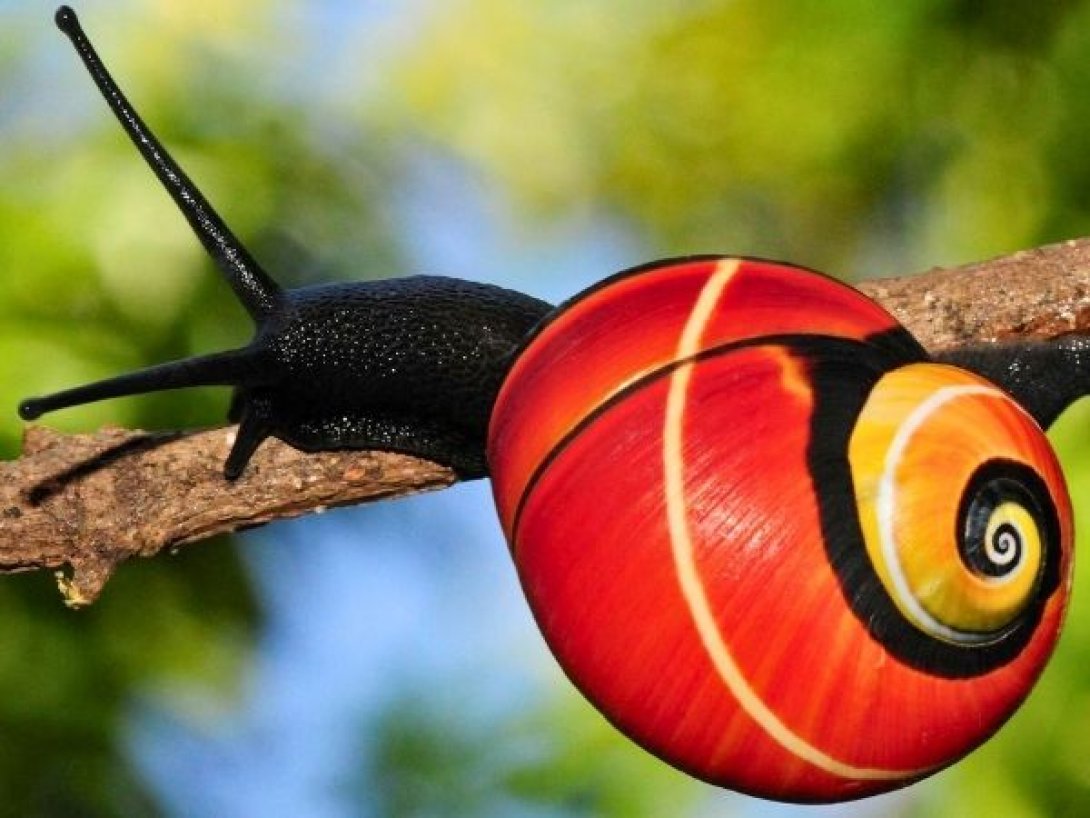 Polymita picta, caracol pintado cubano con concha de colores intensos.