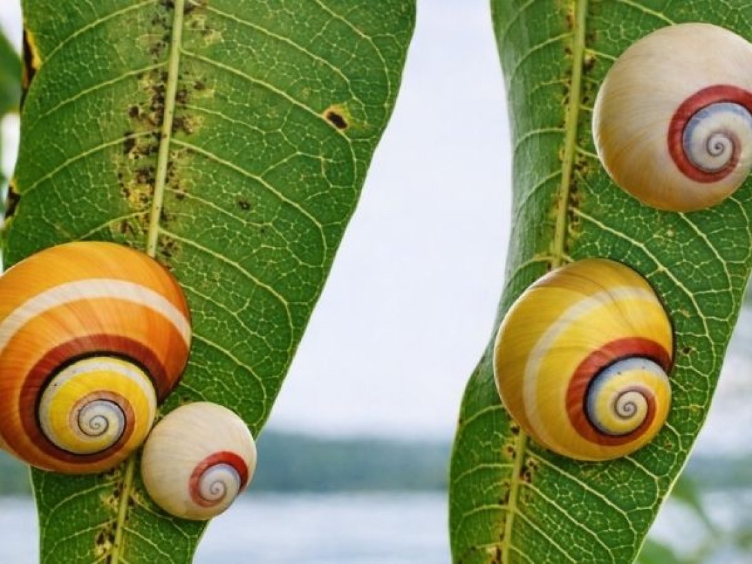 Polymitas de Cuba con conchas de colores sobre hojas verdes.