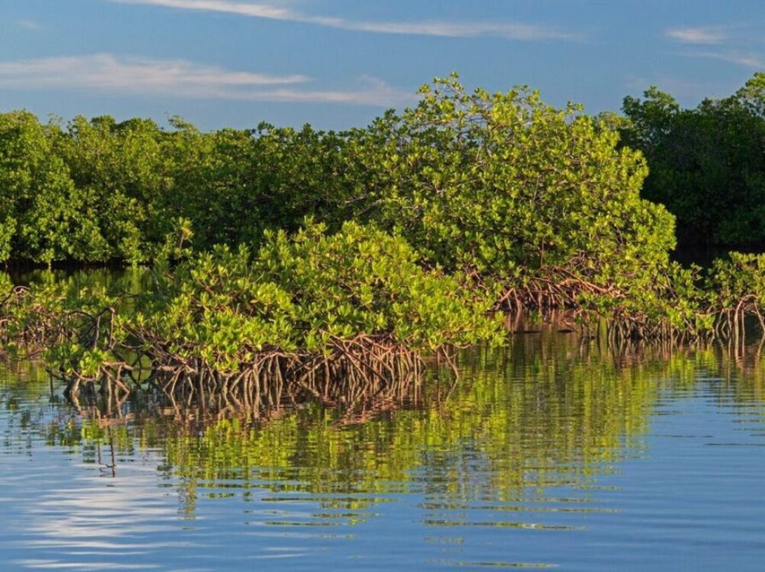 Ecosistema manglar