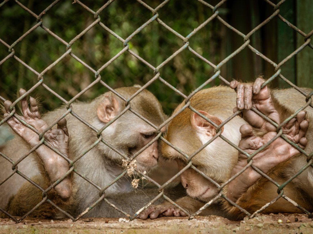 Dos monos enjaulados recuestan sus frentes juntas. 