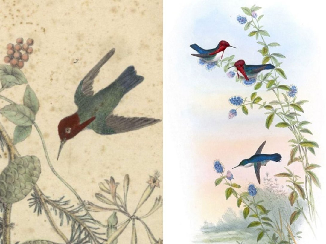 Primeros dibujos del Colibrí cubano, el Zunzuncito (Mellisuga helenae) a finales del siglo XIX.