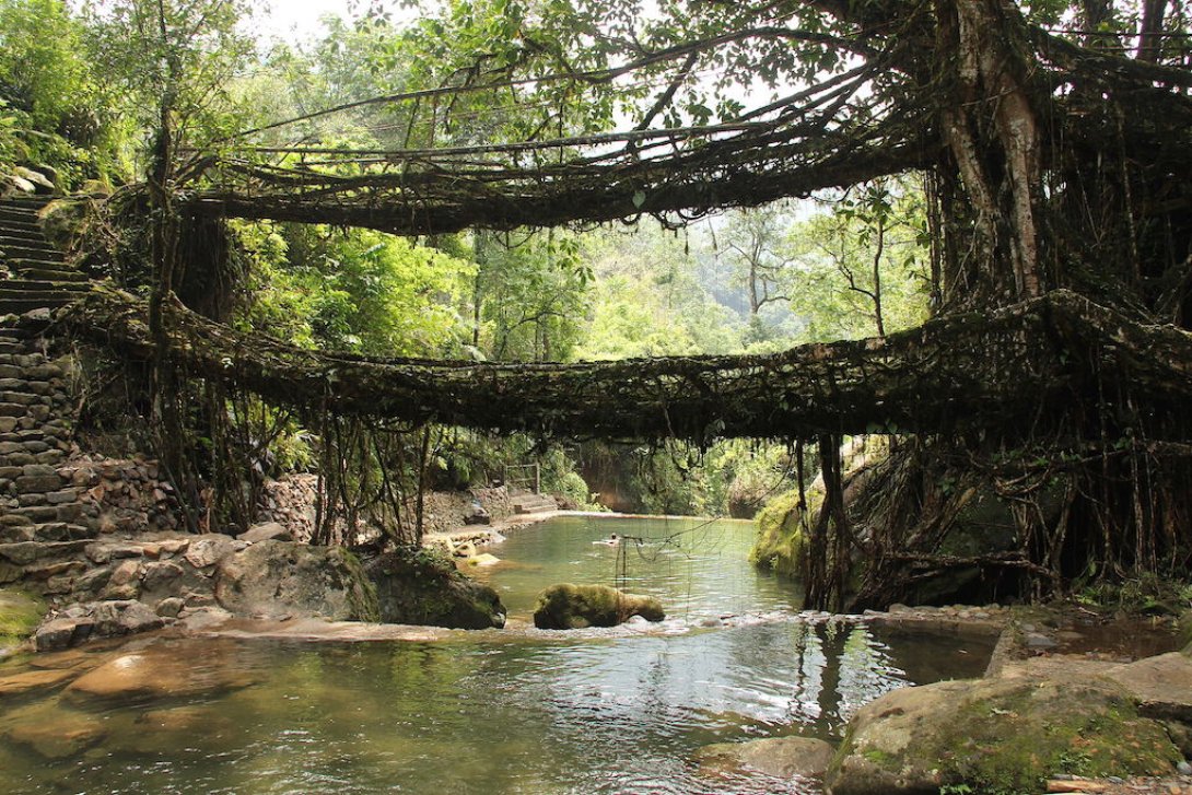 Puente de raíces vivientes, ubicado en Nongriat, India.