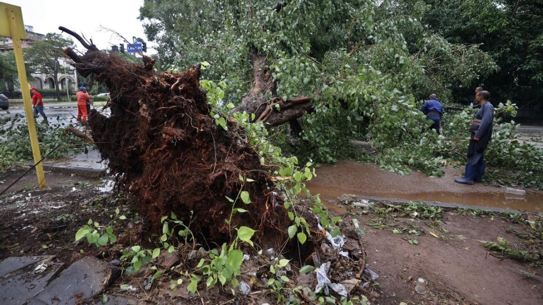 Árbol levantado por el huracán Rafael en Cuba.