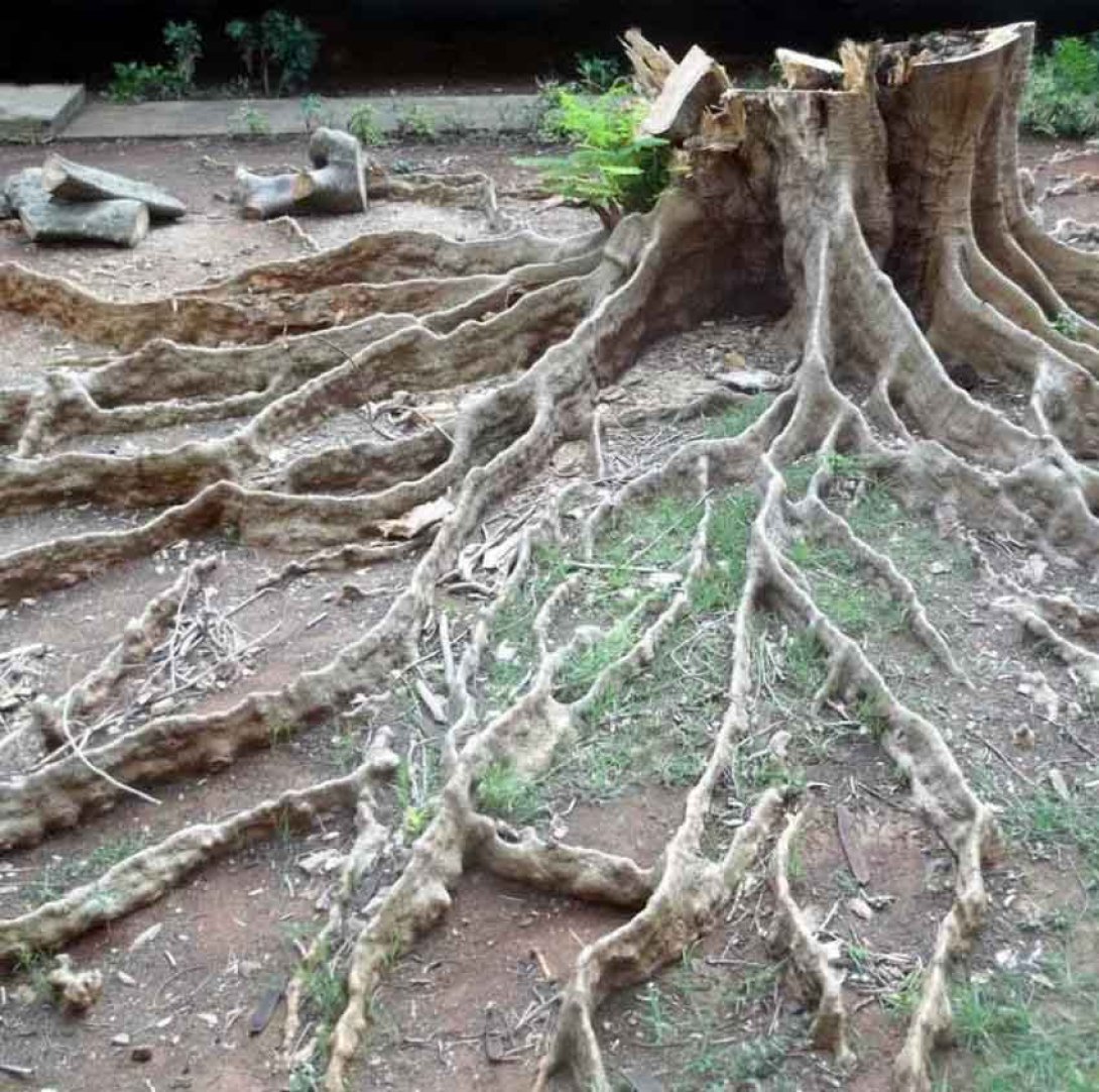 Raíces de árbol talado. Foto: Francis Sánchez
