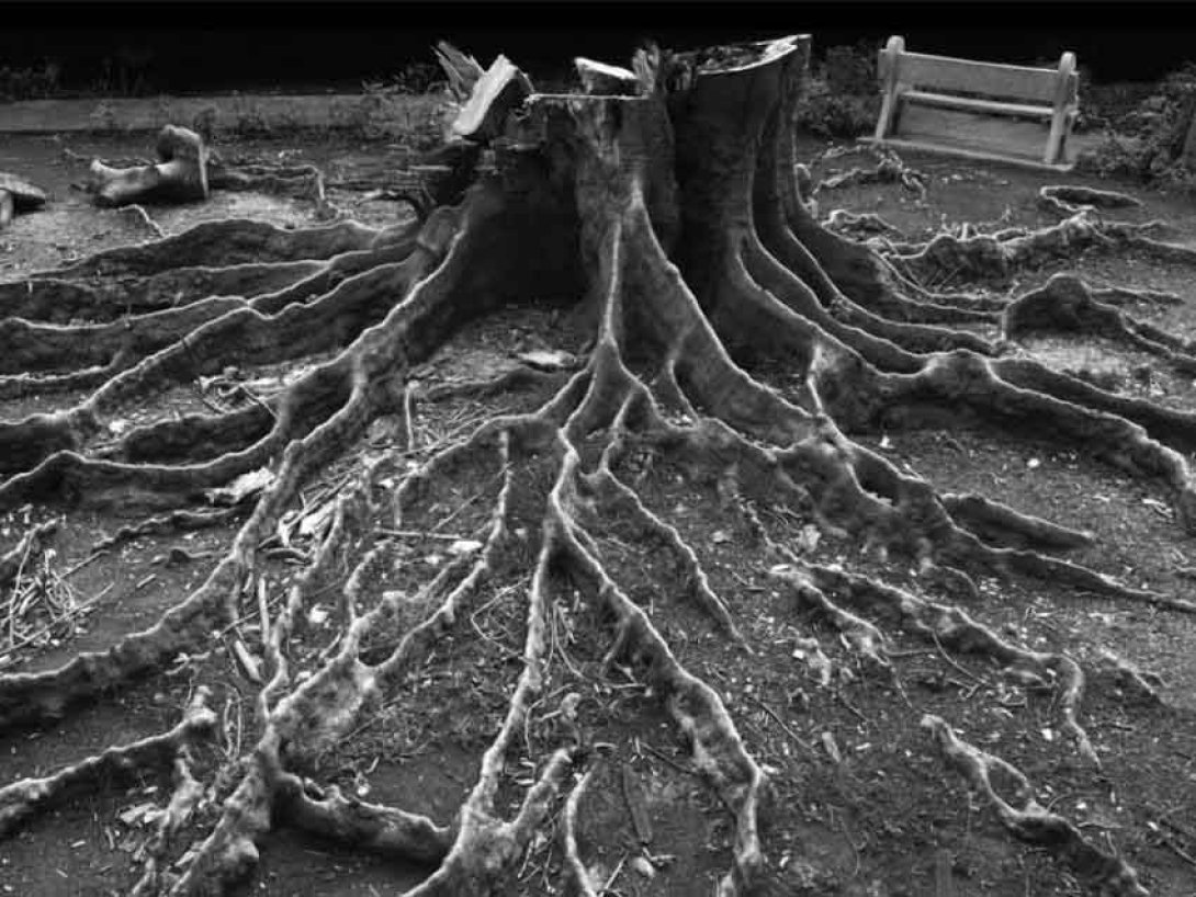 Raíces de árbol talado. Foto: Francis Sánchez