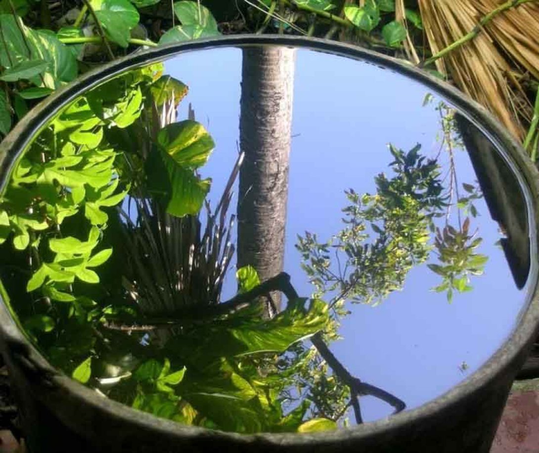 Follaje reflejado en agua. Foto: Rafael Almanza