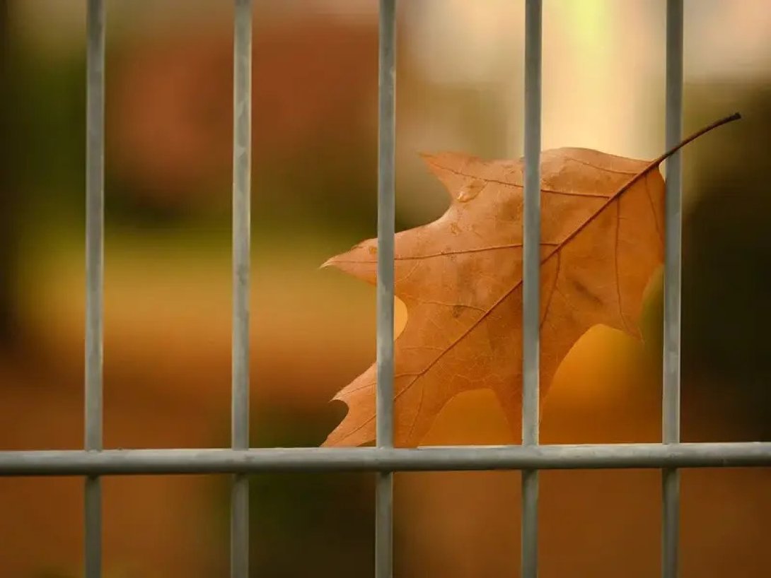 Una hoja seca sobre una reja.