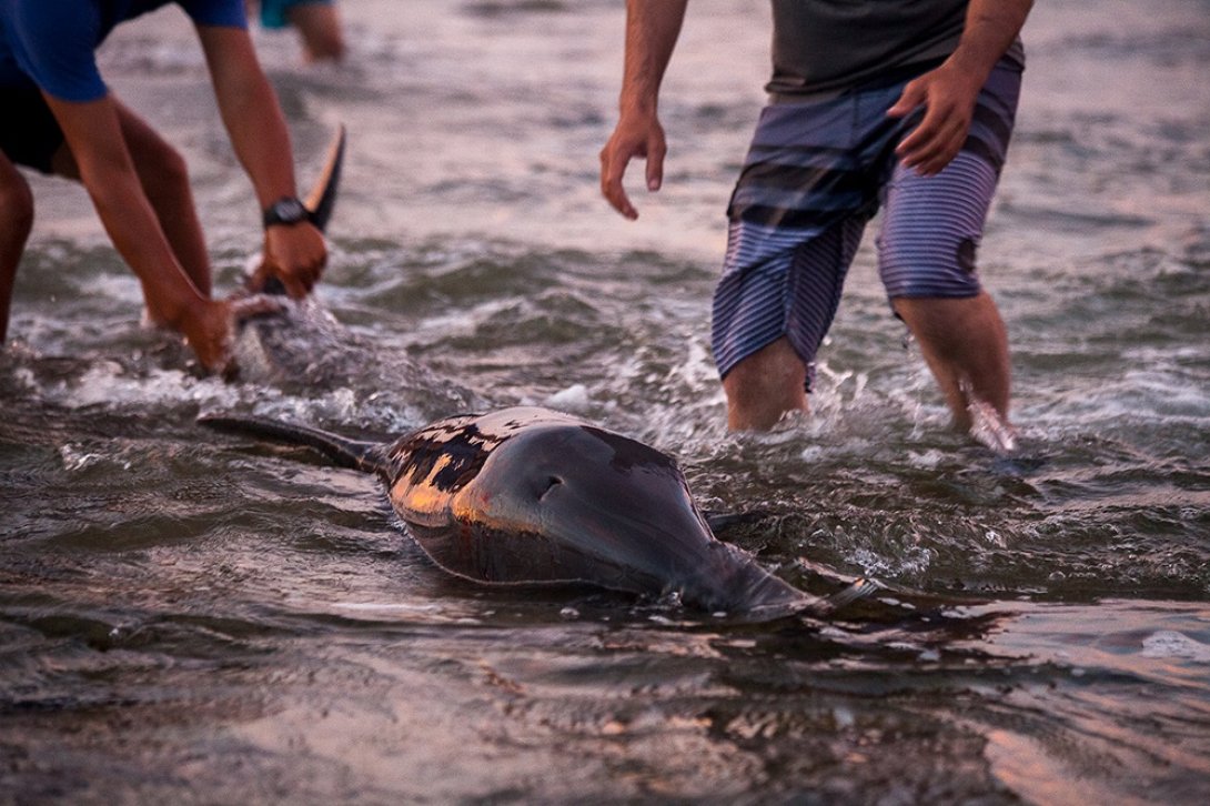 Dos delfines varados en la costa atrajeron a decenas de cubanos para intentar salvarlos.