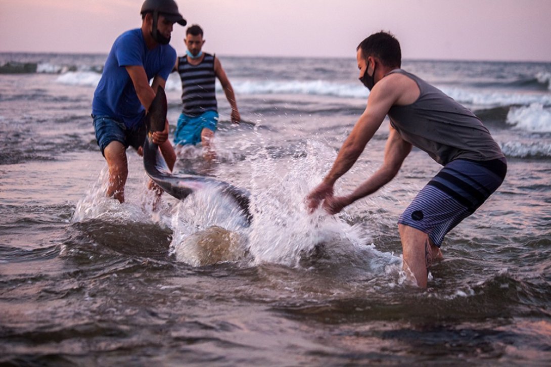 Pudieron liberarlos y devolverlos al mar.