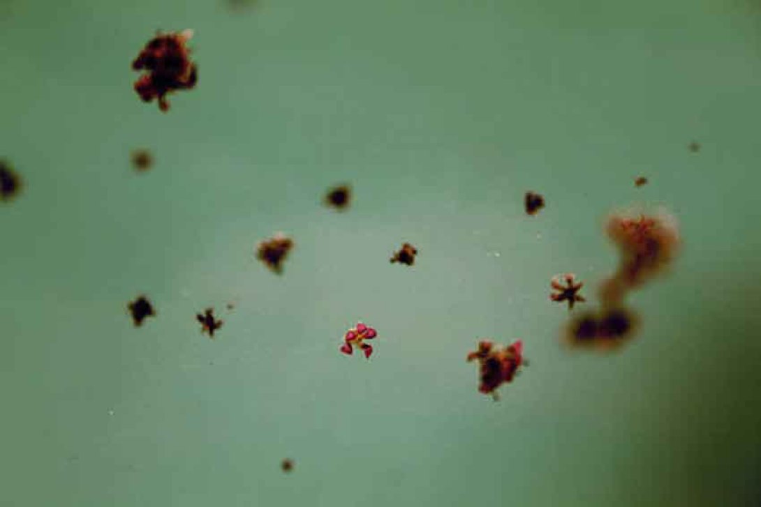 Restos de frutas. Foto: Silvia Corbelle