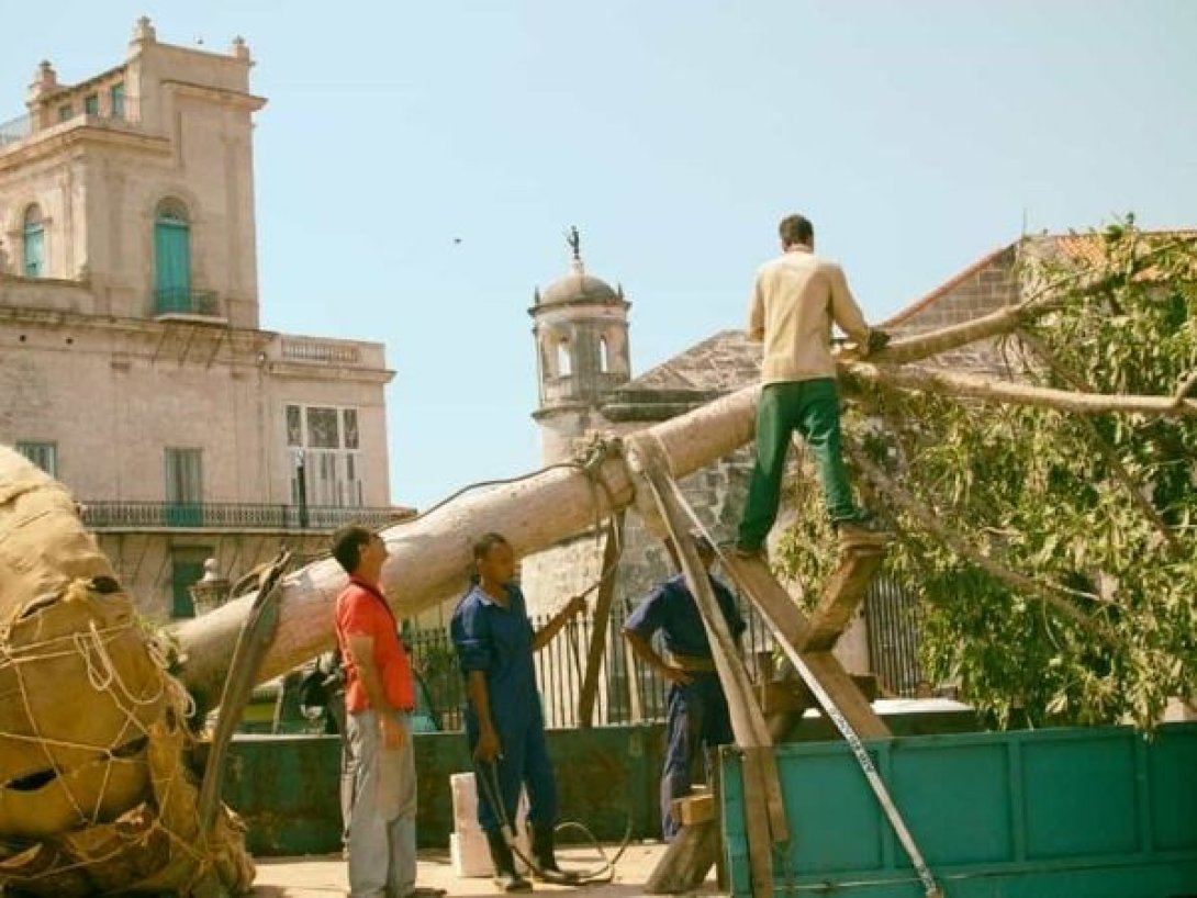 Trabajadores reponen la ceiba del Templete en La Habana.