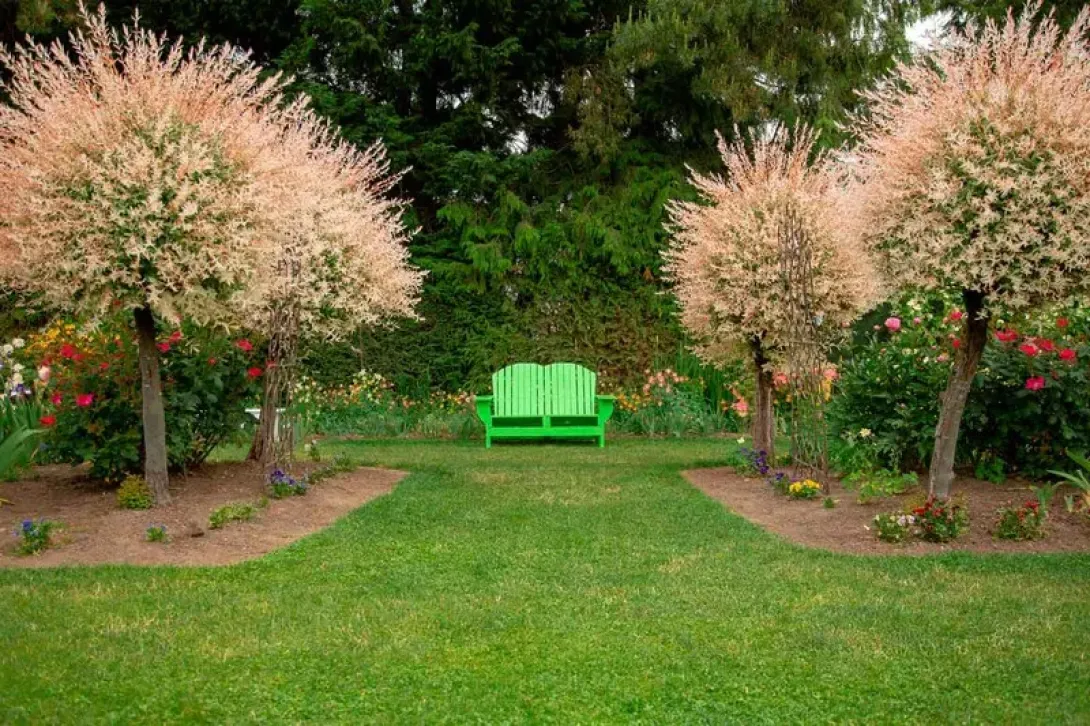Jardín con sauces japoneses.
