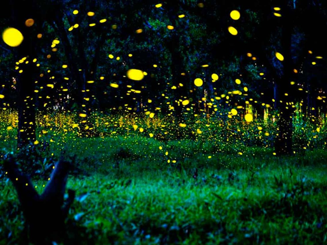 Noche en el bosque con luciérnagas.