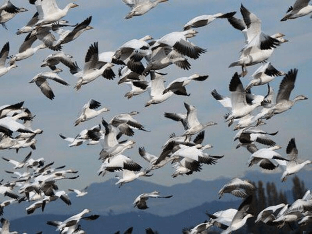 Bandada de pájaros.