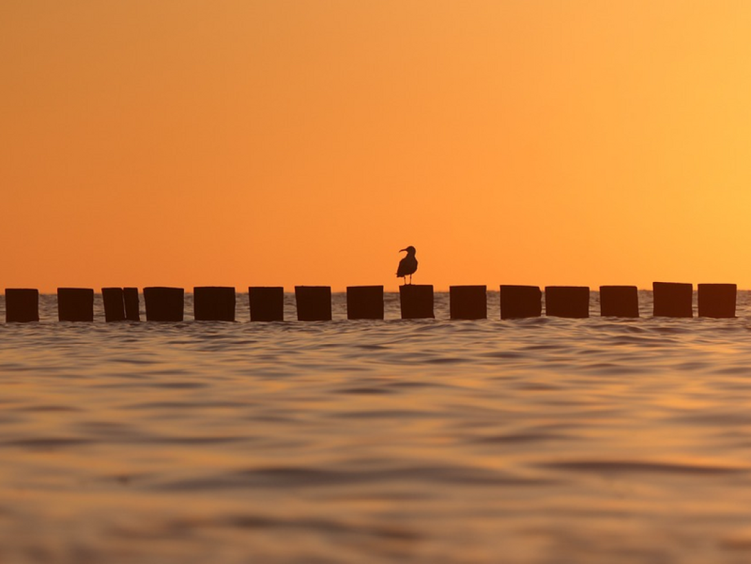 Gaviota posada sobre un muelle en el mar al atardecer.